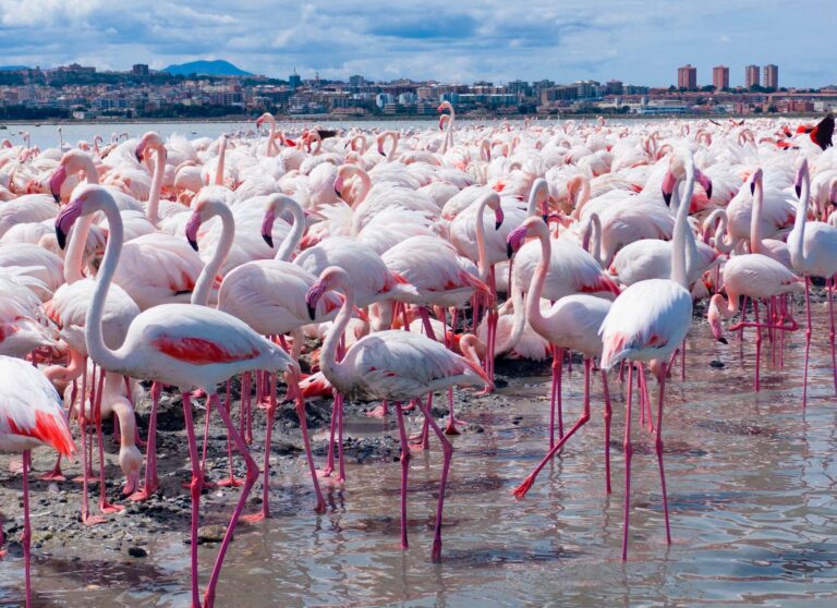 Pink flamingos in Molentargius Park